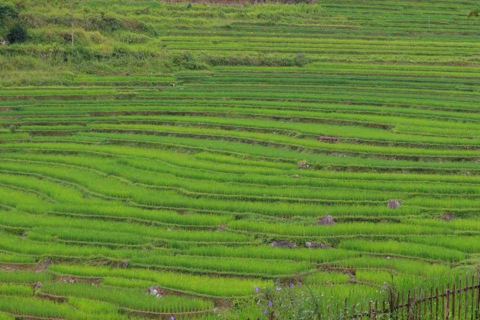 Kho gạo của Đặng Tư